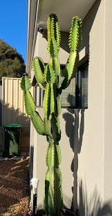 Image result for Euphorbia candelabrum