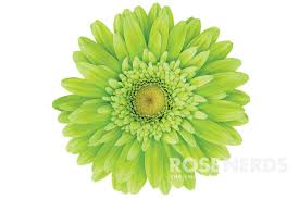 We did not find results for: 3 Light Green Gerbera Daisies Silk Flowers Arificial Flowers Artificial Flowers Craft Supplies Tools Kientructhanhdat Com