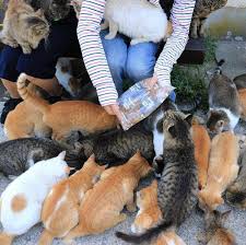 Aushima Kedi Adasi Sevimli Kediler Kedi