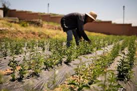 Homemade fruit tree sprays have the benefit of using lower concentrations of organic fungicidal and insecticidal compounds. The High Atlas FoundationÊ¹s Fruit Tree Nursery Project Muslim Jewish Goodwill Blossoms In Morocco Qantara De