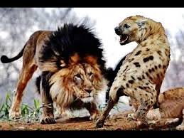 Lions Vs Hyenas Terrible Fight I Animals Fighting To Death Wildlife Animals Fighting Animal Attack Weird Animals Hyena