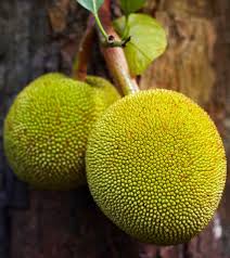 10 Amazing Benefits Uses Of Breadfruit For Skin Hair And Health