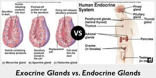 Image Result For Endocrine And Exocrine Glands Exocrine Gland Adrenal Glands Endocrine