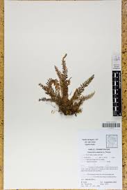 Image result for Lellingeria