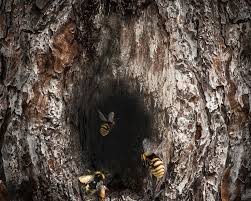 Bees like to collect pollen from their favorite fields. Trunk Wood Bees Free Image On Pixabay