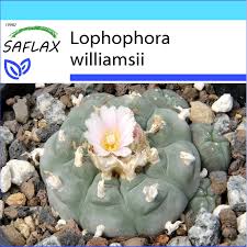 That means you have to take more cactus to achieve the same effect. Saflax Gift Set 20 Seeds Peyote Peyotl Peyote Peyote Peyotl Kaktus Fruugo No