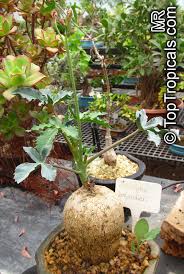 Image result for Jatropha seineri