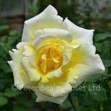 Elina (Bush Rose) | Peter Beales Roses - the World Leaders in Shrub,  Climbing, Rambling and Standard Classic Roses
