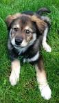 Golden Retriever Puppies for Sale in Virginia - DogsNow