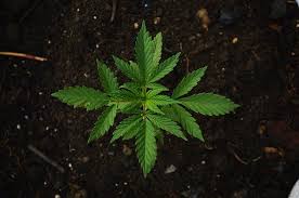 Pertanyaan baru di bahasa lain. Apakah Ganja Industri Hemp Diperbolehkan Di Indonesia Bahasan Id