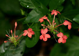 Image result for Ruspolia seticalyx