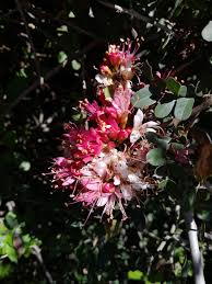 Image result for Schotia afra