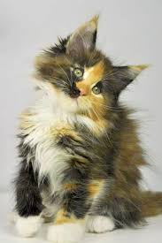 If you haven't found the perfect kitten for sale or. Kittens For Sale Near Me Craigslist Ct Kittens For Free Adoption In Sharjah Each Kittens Names Concerning Tiny Kitte Beautiful Cats Cute Cats Cute Cat Breeds