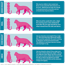 Dog Cat Body Condition Chart Burns Pet Food Cat Weight Chart Cat Body Dog Cat