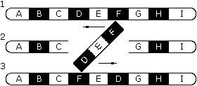 Use the following questions and directions to navigate through the sites. Mutations Dna Technology Worksheet Pdf Free Download