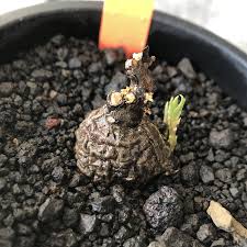 Image result for Cyphostemma adenocaule