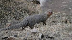 Indian gray mongoose the indian gray mongoose, which is also called the common gray mongoose, is found mainly in southern india and sri lanka. Indian Grey Mongoose Photo