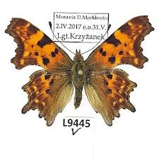 Image result for Polygonia c-album