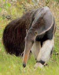 Pin By Sherry Puckett On Animals Unusual Animals Rare Animals Giant Anteater