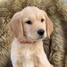 Essex whimsey our field bred female sire thunderstruck like none otter mh | dam red thunder cihak. Red Golden Retriever Puppy 614824 Puppyspot
