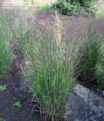 Pin On Plants For The Garden