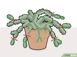 Propagating cacti by diving the offsets is a vegetative form of propagation. How To Prune A Christmas Cactus 12 Steps With Pictures