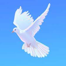 ¿qué es palomas y palomas? 25 Ideas De Paloma Espiritu Santo Imagenes Del Espiritu Santo Imagenes Religiosas