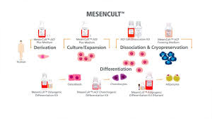 Animal cell culture virtual lab. Mesencult Mesenchymal Stromal Cell Msc Culture