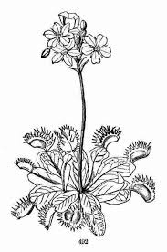 Meat Eating Plants Drawing Google Search Venus Fly Trap Coloring Pages Venus Flytrap Tattoo