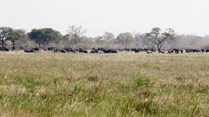 Image result for Baikiaea