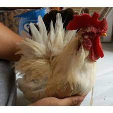 Maybe you would like to learn more about one of these? Telur Ayam Kate Prancis Bergizi Dan Bernutrisi Tinggi Shopee Indonesia
