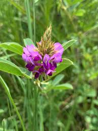 Image result for Grona afra