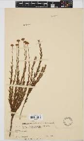 Image result for Isachne buettneri