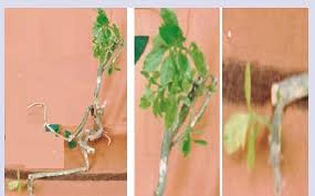 Image result for Talinum portulacifolium