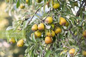 Willow tropical fruit trees, morgan hill, california. Pyrus Salicifolia P Stock Photo By Tim Gainey Image 1350244
