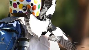 See more of magpie attack eye injury support on facebook. Magpie Swooping Season Beware The Birds With The Long Memory