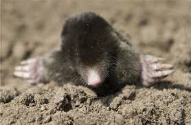 Maulwurf Ist Tier Des Jahres 2020