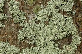 Image result for Melinis ambigua