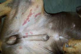 Ajh Ant Bites On Dogs Belly Treatment Hrdsindia Org