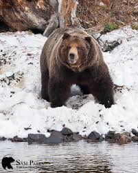 459 Likes 15 Comments Sam Parks Photography Samparksphoto On Instagram I Will Be On The Lookout For This Big Old Bruiser In A Animals Wild Bear Animals