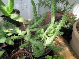 Image result for Huernia