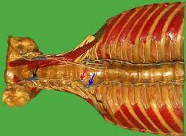 Any sort of physical activity, such as weight training, can damage ligaments and rib cartilage. The Torso Of The Skull Vertebral Column And Rib Cage With Some Muscles Download Scientific Diagram
