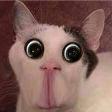 Tons of awesome 1080x1080 wallpapers to download for free. Hello There Welcome To The National Cursed Image Gallery Feel Free To Look Around And Take A Few Pictures Careful Cursed Cu Cat Memes Funny Gif Cat Emoji