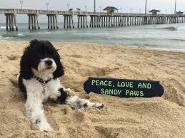 Plan Your Trip To The Outer Banks Dog Friendly Hotels Dog Friendly Rentals Pet Friendly Vacations