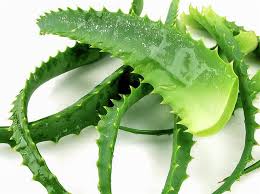 Yavrunun kök bölgesi köklenmemiş olsa dahi, ama o kısmın iyice gelişmiş olması şartı ile asıl bitkiden ayrılabilir. Aloe Vera Bitkisi Yapraktan Cogaltma Gida Tarim Ve Hayvancilik Bilgi Platformu