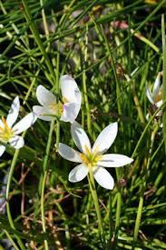 Image result for Zephyranthes candida