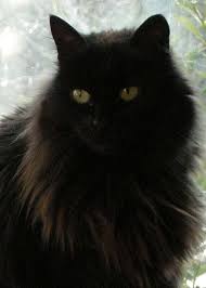 Poemas Del Rio Wang Muska Pretty Cats Cats Russian Cat