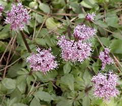Image result for Valeriana