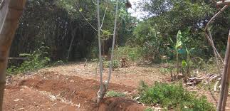 Cari berdasarkan lokasi, area sekitar, nama property, nama project, atau nama developer. Di Jual Rumah Dan Tanah Murah Di Jonggol Rumah Zone