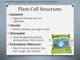 The lysosomes are the cell's garbage disposal. Plant Cell Structures Describe The Structures Of A Typical Plant Cell And Their Functions Compare And Contrast Animal And Plant Cells Describe Diagram Ppt Download